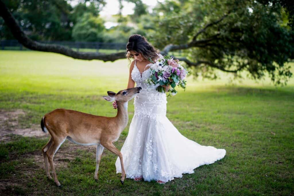 bride and a deer
